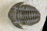 Gerastos Trilobite Fossil - Foum Zguid, Morocco #145739-2